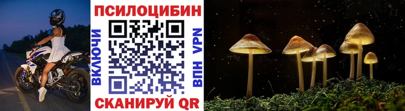 блэк спрут как войти Камбарка Галлюциногенные грибы Magic Shrooms цена